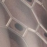 NK KM MERC LITE GRD - SP26