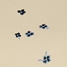 JOALI FLOWERS