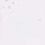 1050469 T-Shirt crew neck ajour