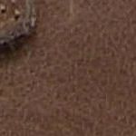 001-2014061-11 Racoon VL