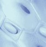 NIKE MERCURIAL LITE SUPERLOCK SOCCE